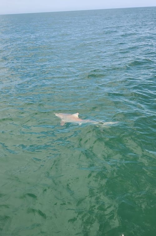Tarpon and Shark Action