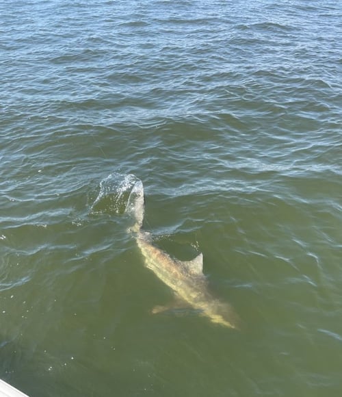 Tarpon and Shark Action