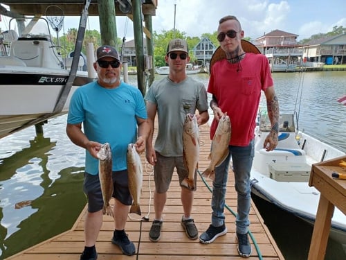 Clear Lake Bay Snapper Bonanza!