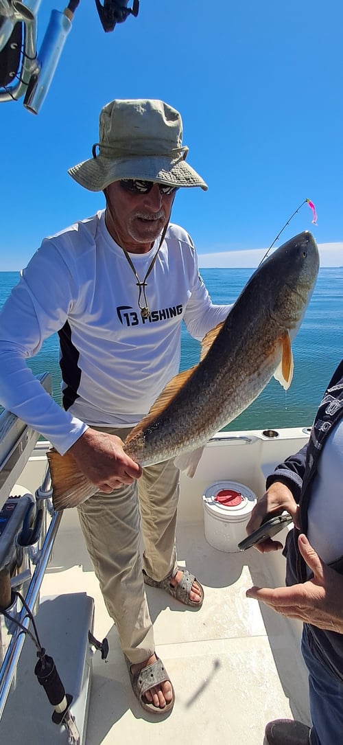 Gulf Coast Bites by the Shore