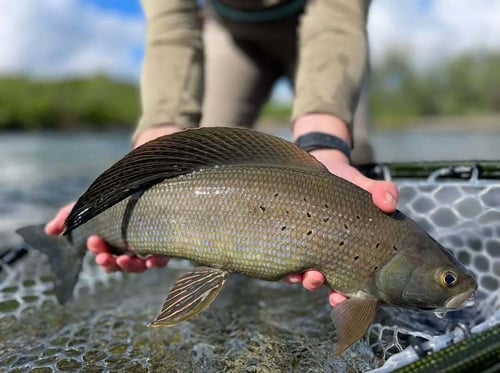 Best of Bristol Bay Package