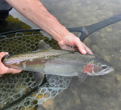 Missoula's Finest Fly Fishing