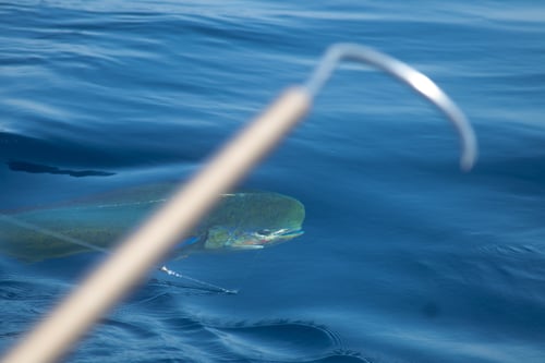 Ultimate Quepos Sportsman's Trip