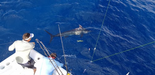 Chasing Big Eyes - 32' Blackwatch