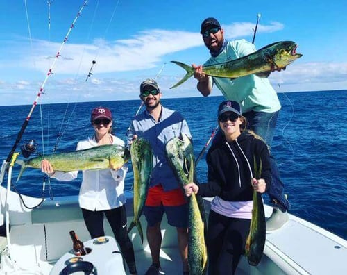 Mahi Mahi Fishing in Fort Lauderdale, Florida