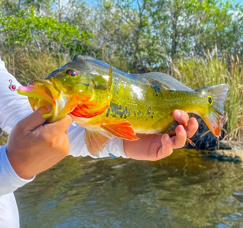 Peacock Bass Fishing in Fort Lauderdale, Florida