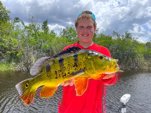 Peacock Bass Fishing in Fort Lauderdale, Florida