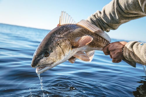 Redfish Fishing in Santa Rosa Beach, Florida