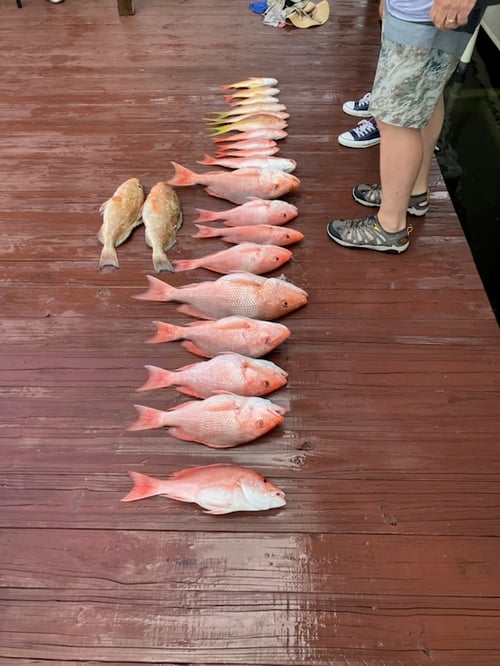 American Red Snapper Trip