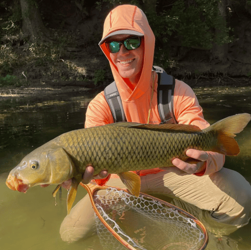 Carp and Buffalo on the Fly