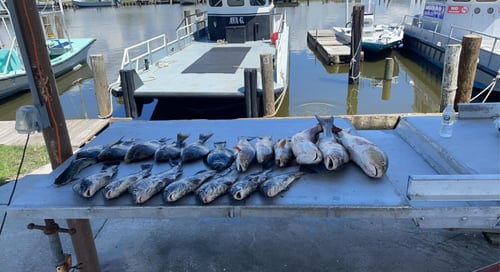 Afternoon Shallow Water Assault