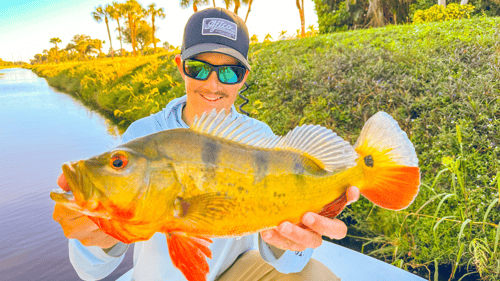 Everglades for Peacock Bass
