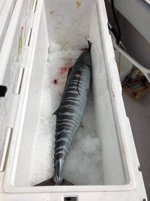 Wahoo Fishing in Port Orange, Florida