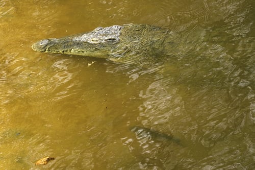 Tanzania Tiger Fish Safari