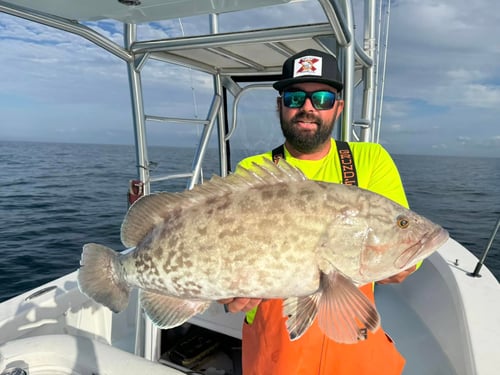 Grouper, AJ's, Tuna, and More