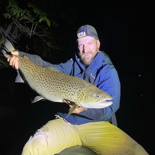 Michigan Streamer/spin Trout Fishing