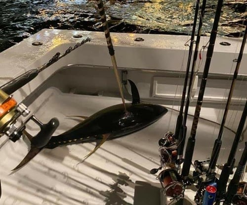 Orange Beach Tuna Expedition