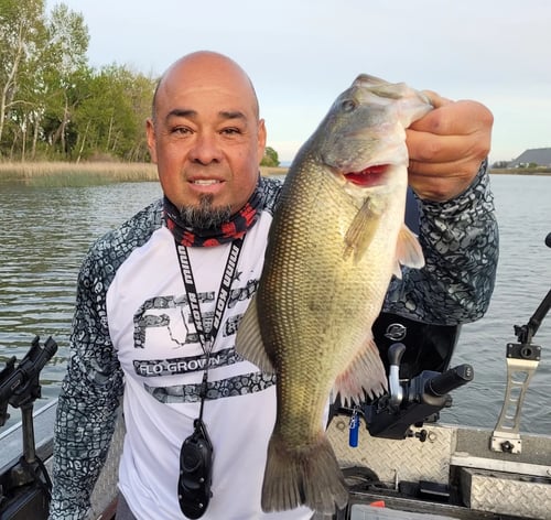 Walleye, Shad, and Sturgeon Trip