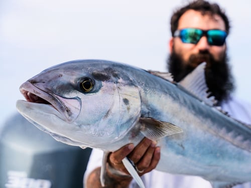 Inshore Gulf Fishing Frenzy