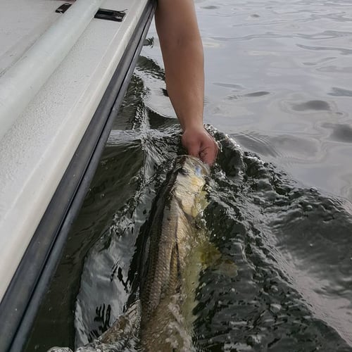 Tampa Bay Tarpon Roundup
