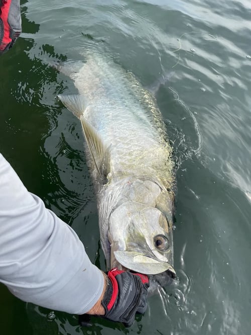 Tampa Bay Rod-Bender