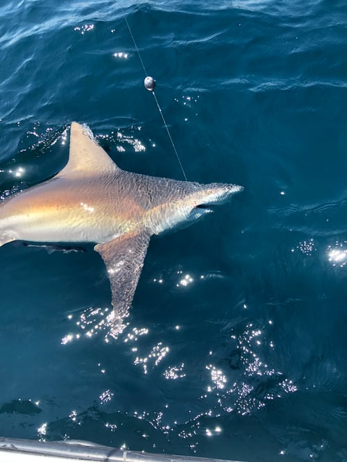 Shark Trip - 26’ Pathfinder