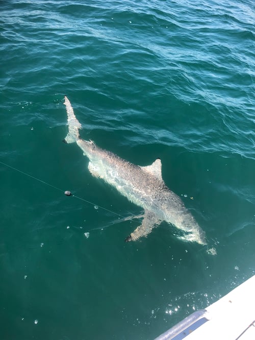 Shark Trip - 26’ Pathfinder