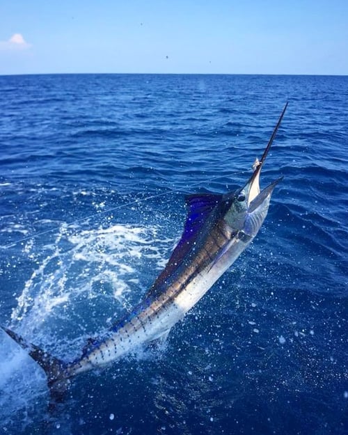 Sailfish Fishing in Puerto Jiménez, Costa Rica