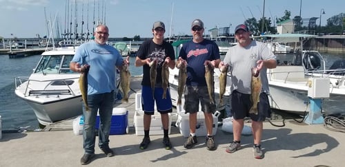 Lake Erie Walleye Catch