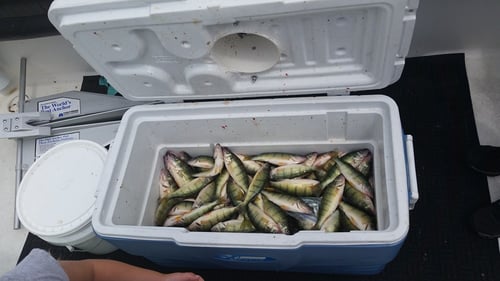 Lake Erie Perch Hunt