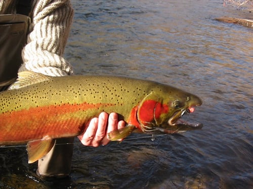 Premier Trout Slam