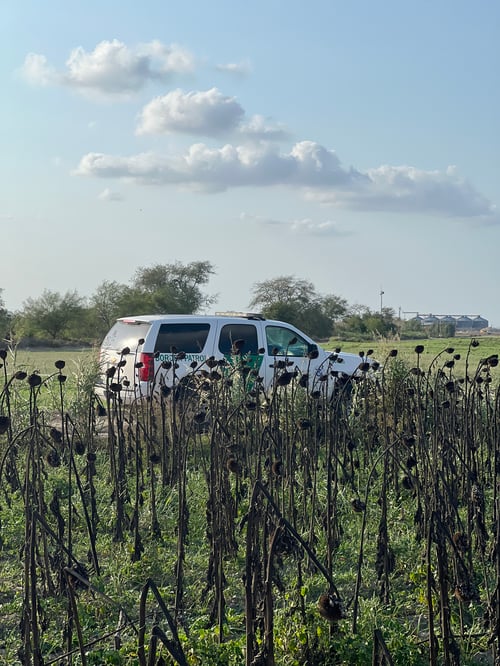 South Texas Doves and White Wings