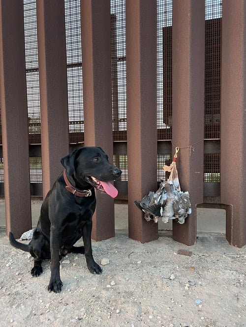 South Texas Doves and White Wings