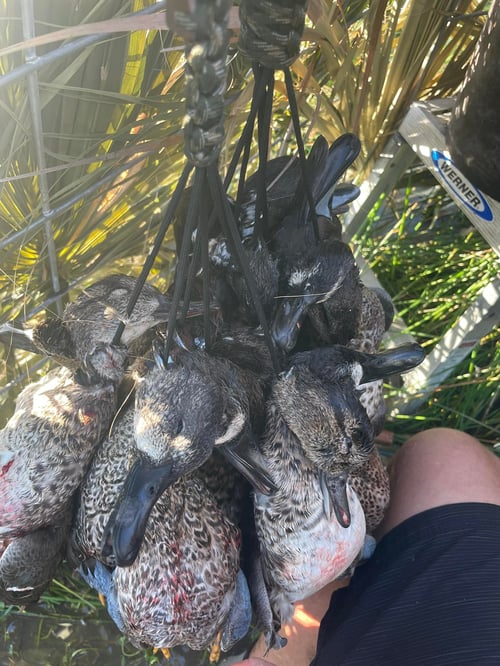 Ingleside Texas Duck Blaster