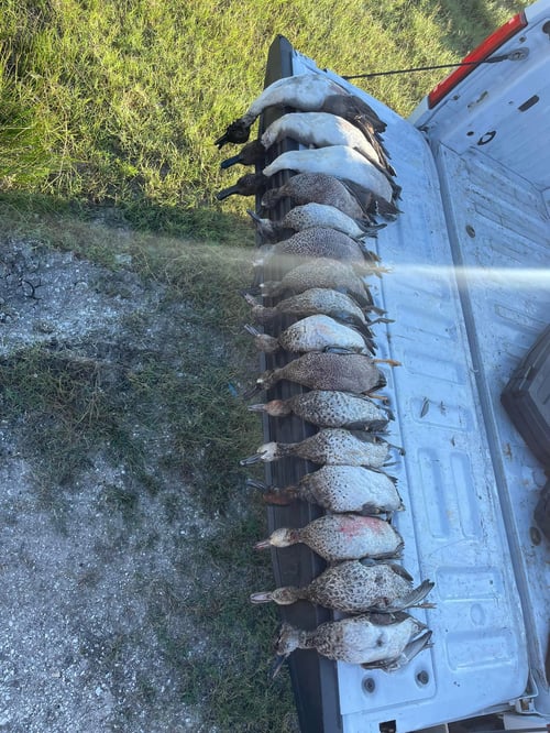 Ingleside Texas Duck Blaster