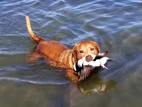 Rockport Cast and Blast