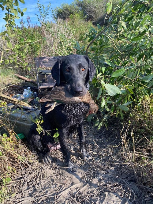 Texas Coast Teal hunt