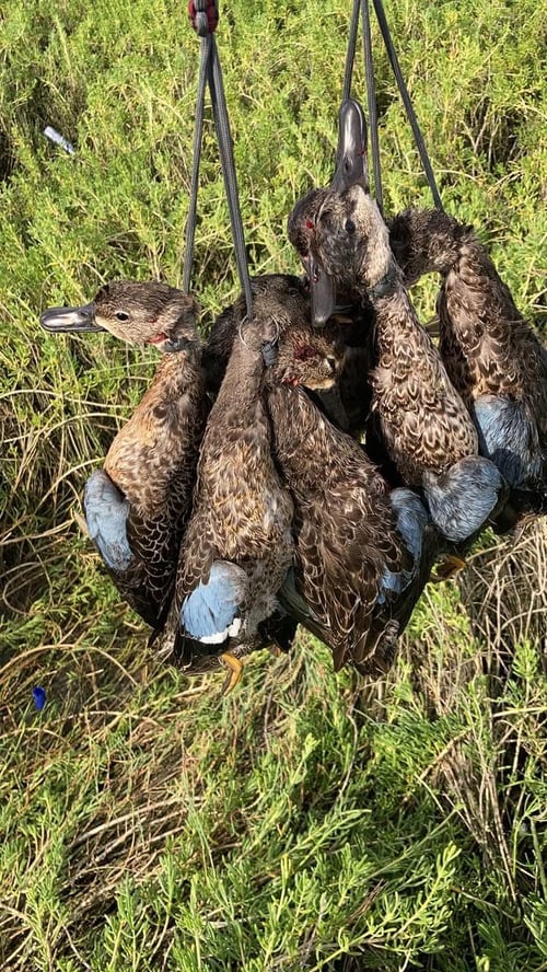 Texas Coast Teal hunt