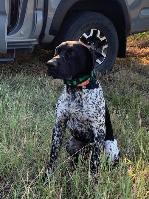 Self Guided Coastal Bend Ducks