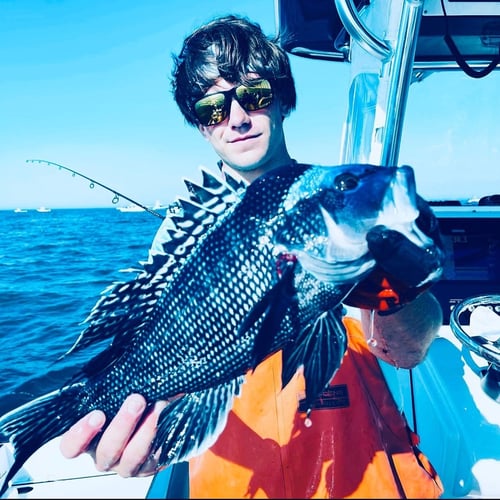 Cape Cod Black Seabass and More