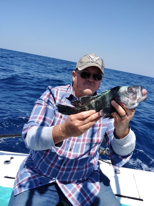 Black Seabass Fishing in St. Marys, Georgia