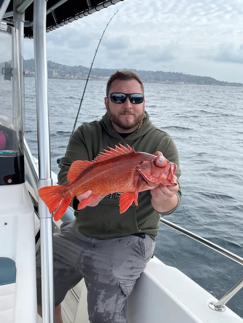 San Diego Half Day Roundup