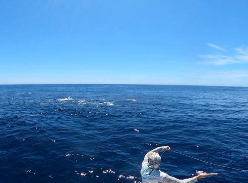 Mako Shark on the Fly