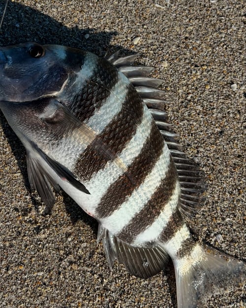 Surf Fishing - 4 Hours