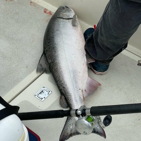 Marin Salmon Fishing