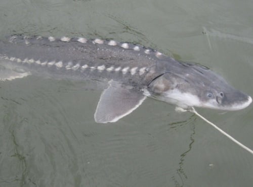 Portland Sturgeon Hunt