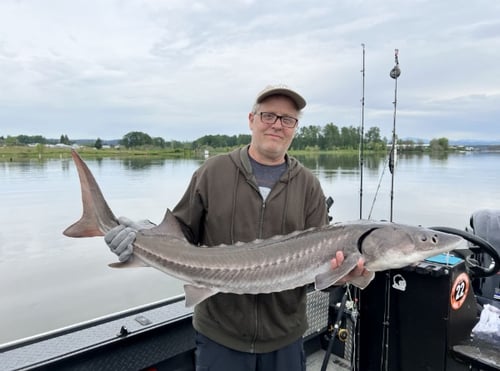 Portland Sturgeon Hunt