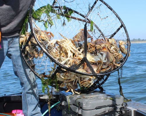 Oregon Crabbing Trip