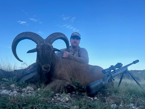 Hill Country Aoudad Ram Hunt