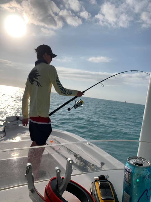 Barrier Reef Snappers and More